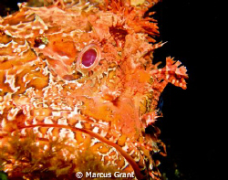 This big red scorpion fish was taken in a vertical swim t... by Marcus Grant 